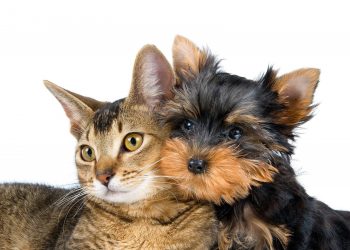 Vacunación y castración