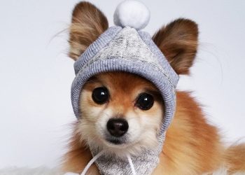 En Octubre, vacuná y castrá a tus mascotas!