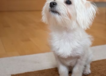 Vacunación de mascotas