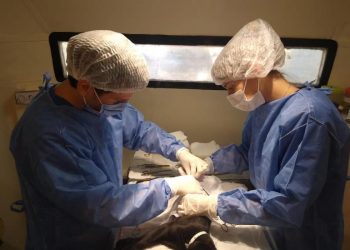 Cómo sacar turno online para castración de mascotas