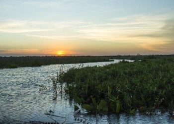 Apareció una nueva isla en San Isidro