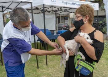 Dónde vacunar a nuestras mascotas
