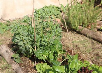 Taller online de huerta