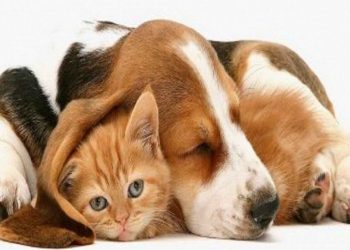 Portal para adopción de mascotas