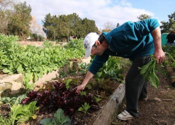 Huerta urbana agroecológica