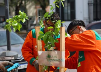 Plan Integral de Arbolado