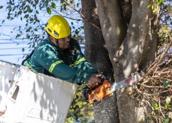Más de 9400 podas y cerca de 4000 árboles nuevos en San Isidro