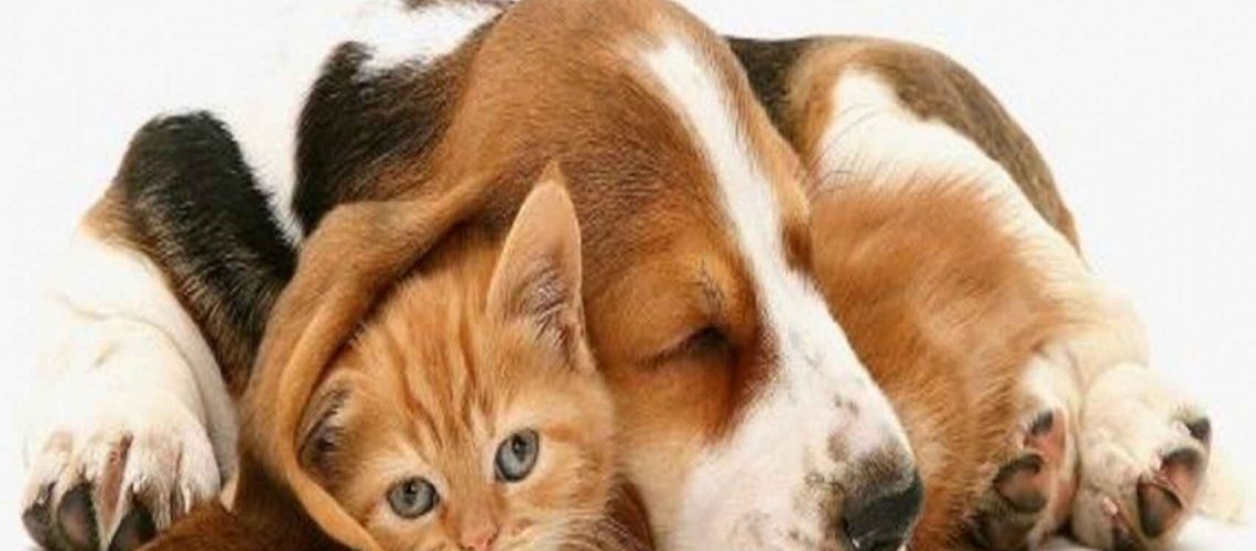 Portal para adopción de mascotas