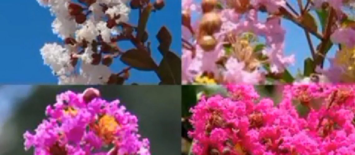 Arboles para nuestra ciudad